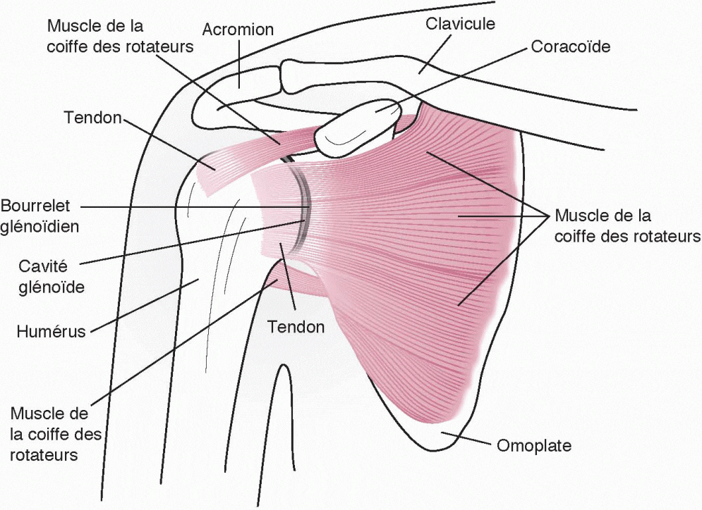 Schéma de l'épaule